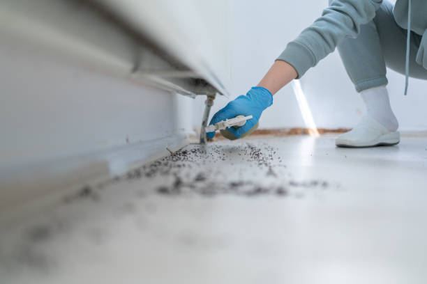 Best Wasp Removal Services  in Rapid City, MI